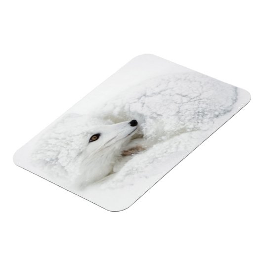 Arctic Fox kromp in de winter Magneet (Linkerzijde)