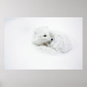 Arctic Fox kromp in de winter Poster (Voorkant)