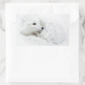 Arctic Fox kromp in de winter Rechthoekige Sticker (Tas)