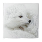 Arctic Fox kromp in de winter Tegeltje (Voorkant)