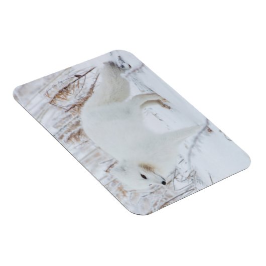 Arctic Fox Magneet (Rechterzijde)