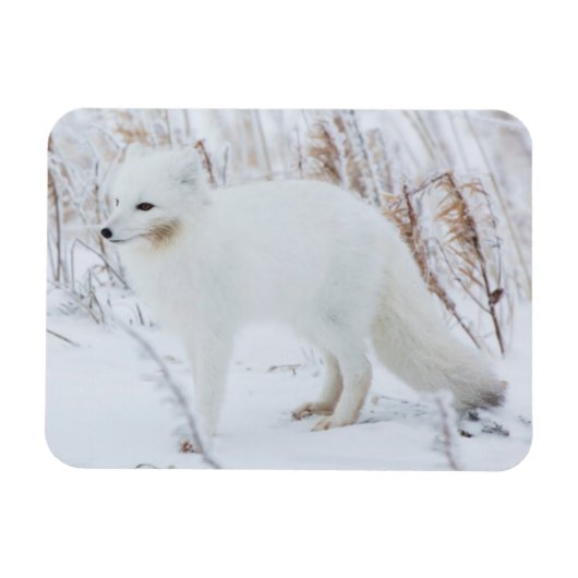 Arctic Fox Magneet (Horizontaal)