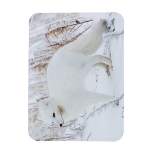 Arctic Fox Magneet (Verticaal)