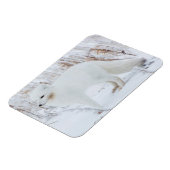 Arctic Fox Magneet (Linkerzijde)