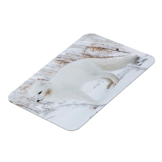 Arctic Fox Magneet (Linkerzijde)