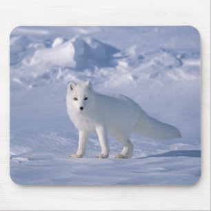 Arctic Fox Muismat