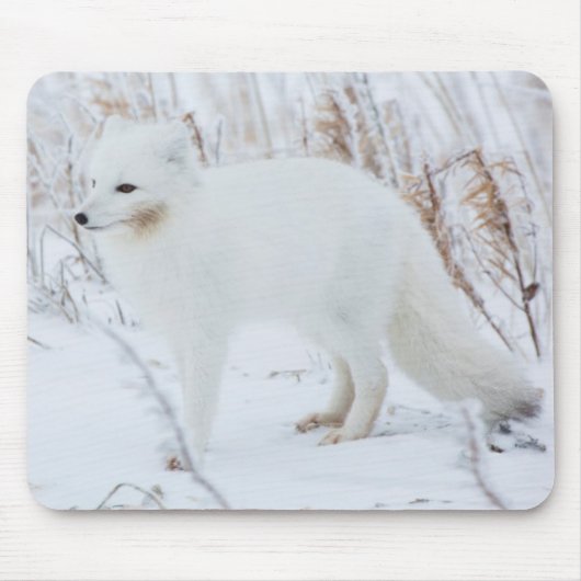 Arctic Fox Muismat (Voorkant)