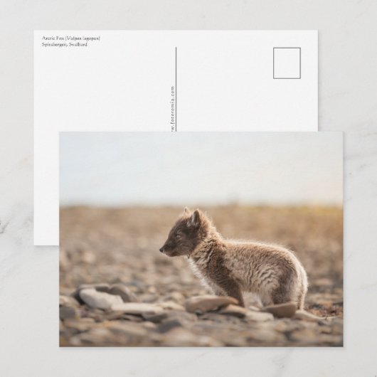 Arctic Fox Natuur Foto Briefkaart (Voorkant / Achterkant)