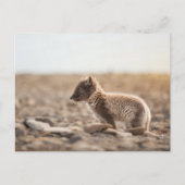 Arctic Fox Natuur Foto Briefkaart (Voorkant)