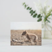 Arctic Fox Natuur Foto Briefkaart (Staand voorkant)