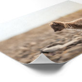 Arctic Fox Natuur Foto Poster (Hoek)