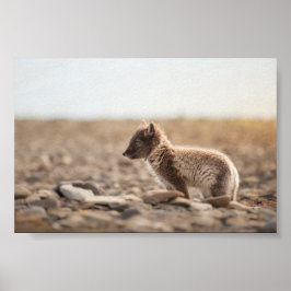 Arctic Fox Natuur Foto Poster