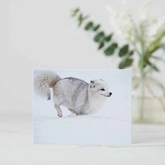 Arctic Fox op run Briefkaart (Staand voorkant)