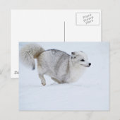 Arctic Fox op run Briefkaart (Voorkant / Achterkant)