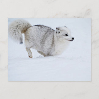 Arctic Fox op run Briefkaart