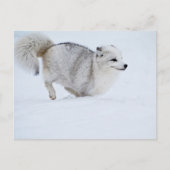 Arctic Fox op run Briefkaart (Voorkant)