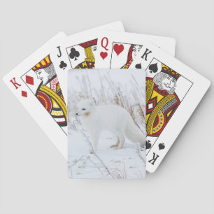 Arctic Fox Pokerkaarten