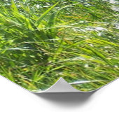 Arctic Fox Poster (Hoek)