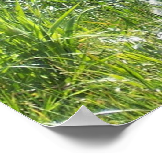 Arctic Fox Poster (Hoek)