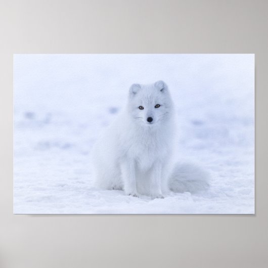 Arctic Fox Poster (Voorkant)