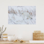 Arctic Fox Poster (Keuken)