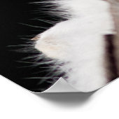 Arctic Fox Poster (Hoek)