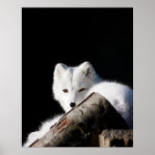 Arctic Fox Poster (Voorkant)