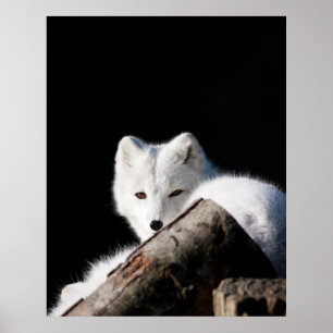 Arctic Fox Poster