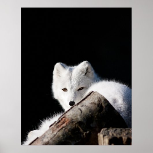 Arctic Fox Poster (Voorkant)