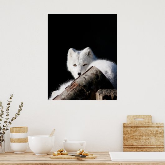 Arctic Fox Poster (Keuken)