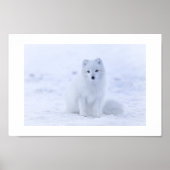 Arctic Fox Poster (Voorkant)