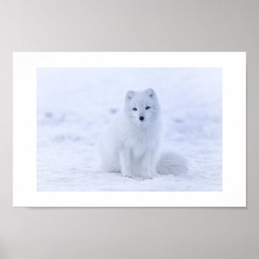 Arctic Fox Poster (Voorkant)