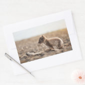 Arctic Fox Rechthoekige Sticker (Envelop)