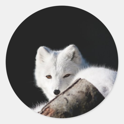 Arctic Fox Ronde Sticker (Voorkant)