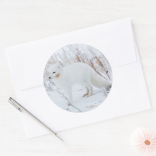 Arctic Fox Ronde Sticker (Envelop)