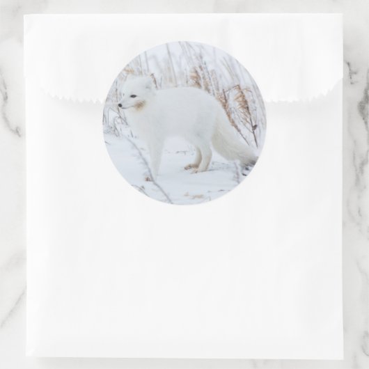 Arctic Fox Ronde Sticker (Tas)