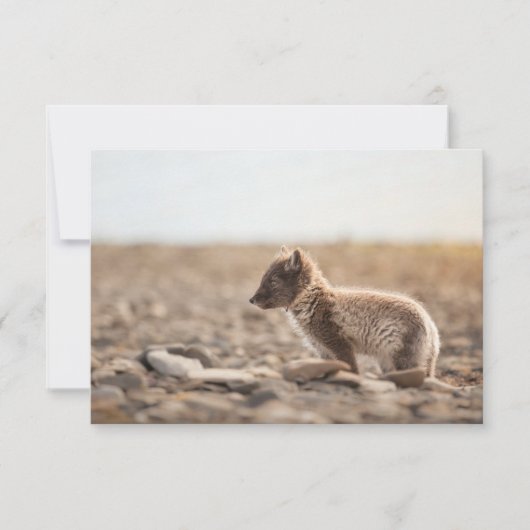 Arctic Fox Spitsbergen Kaart (Voorkant)