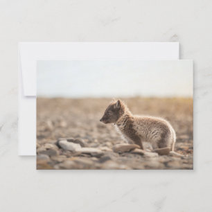 Arctic Fox Spitsbergen Kaart