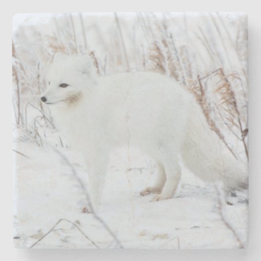 Arctic Fox Stenen Onderzetter (Voorkant)