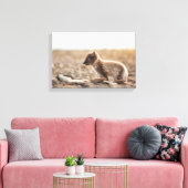 Arctic Fox Svalbard Canvas Afdruk (Insitu (Woonkamer))