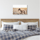 Arctic Fox Svalbard Canvas Afdruk (Insitu (Slaapkamer))