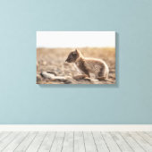 Arctic Fox Svalbard Canvas Afdruk (Insitu (Houten vloer))