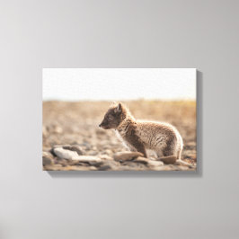 Arctic Fox Svalbard Canvas Afdruk