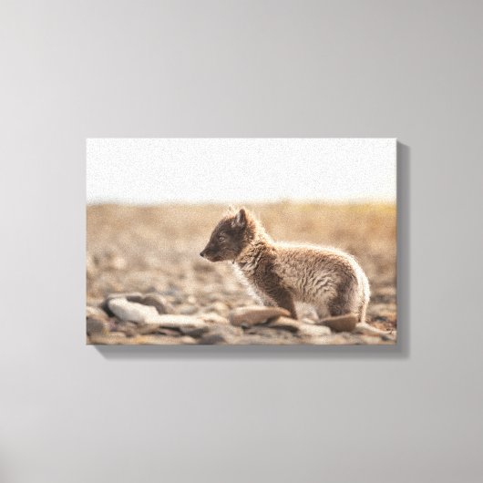 Arctic Fox Svalbard Canvas Afdruk (Voorkant)
