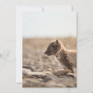 Arctic Fox, Svalbard - foto van Natuur Kaart