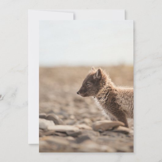 Arctic Fox, Svalbard - foto van Natuur Kaart (Voorkant)