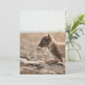 Arctic Fox, Svalbard - foto van Natuur Kaart (Staand voorkant)