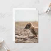 Arctic Fox, Svalbard - foto van Natuur Kaart (Voorkant / Achterkant in situ)