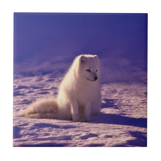 Arctic Fox Tegeltje (Voorkant)