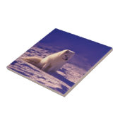 Arctic Fox Tegeltje (Zijkant)